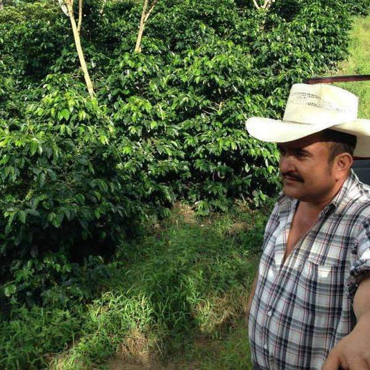Colombian Supremo -  Huila