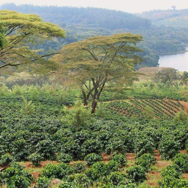 Tanzanian Peaberry - Zanzibar