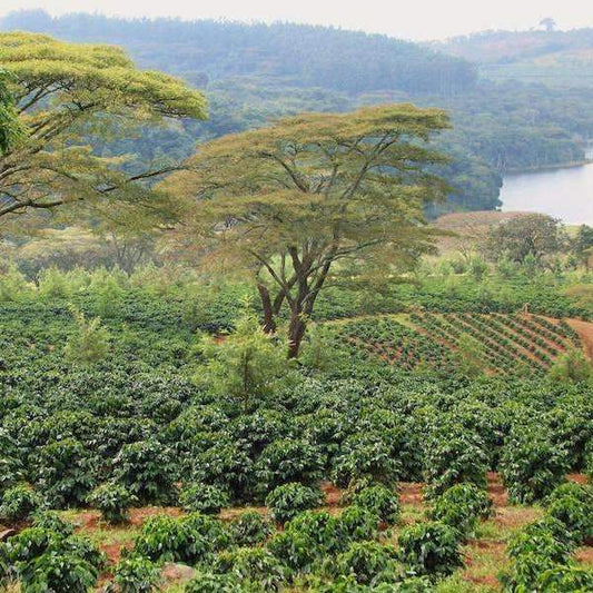 Tanzanian Peaberry - Zanzibar